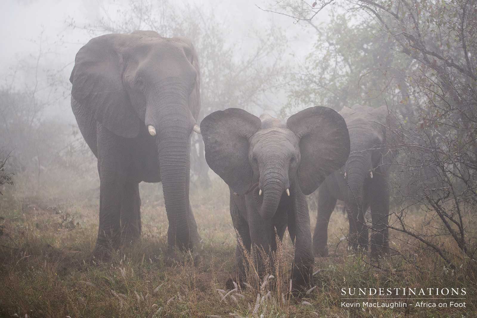 Africa on Foot Elephants Africa on Foot Elephants