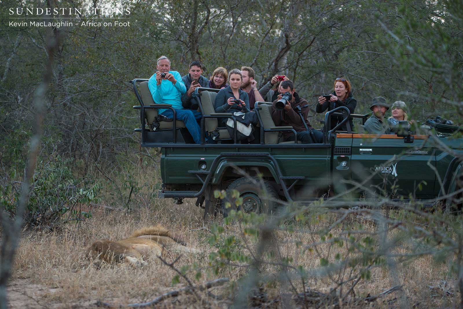 Africa on Foot in Lion Sighting Africa on Foot in Lion Sighting