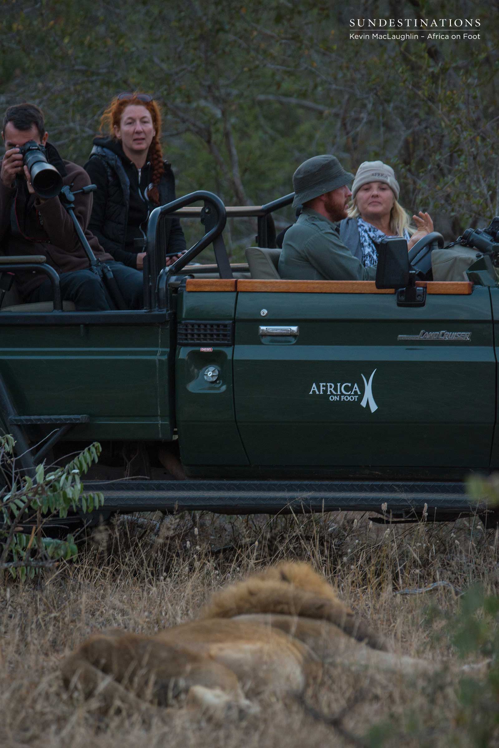 Watching Lions Watching Lions
