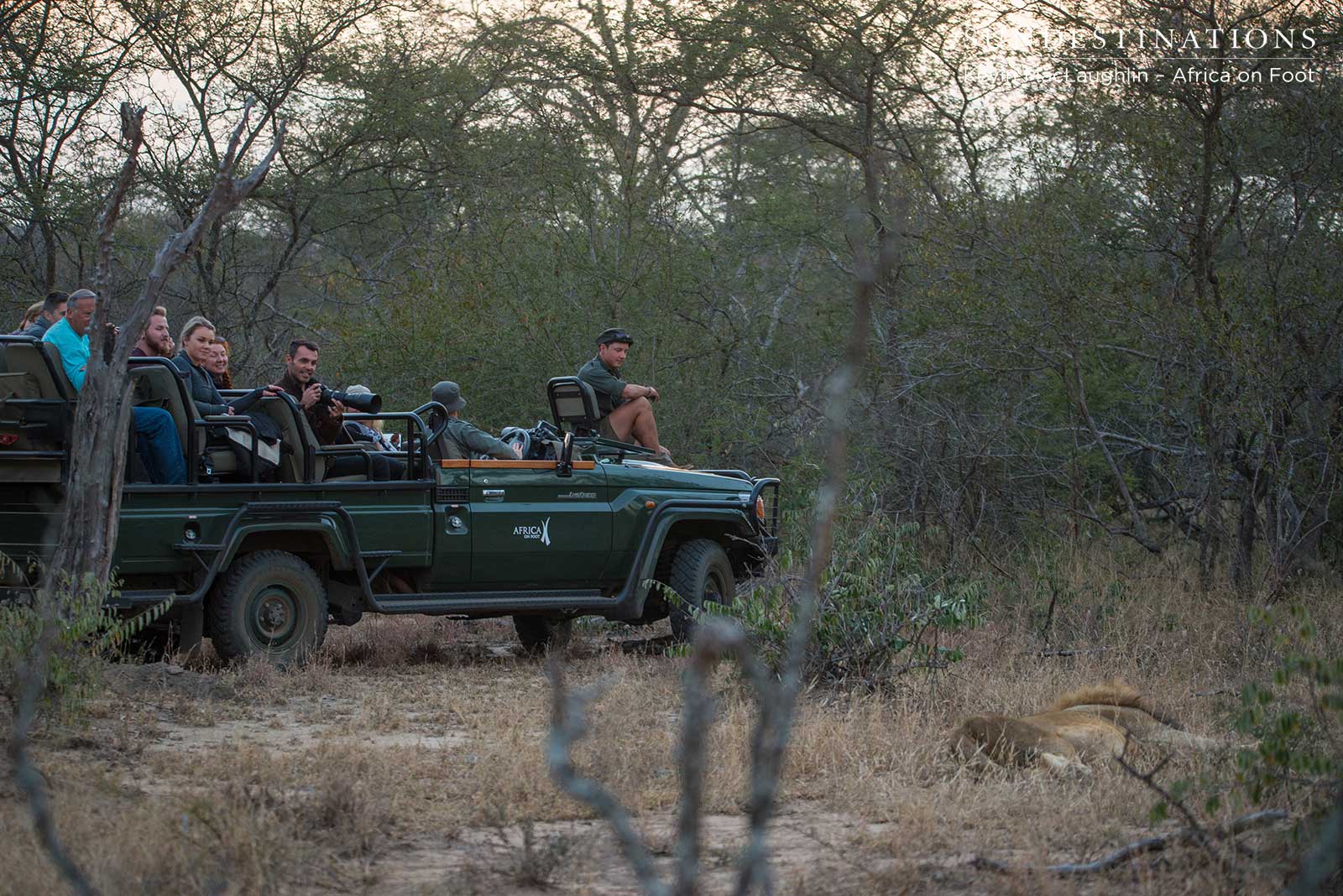 Sumatra Male Lion Sumatra Male Lion