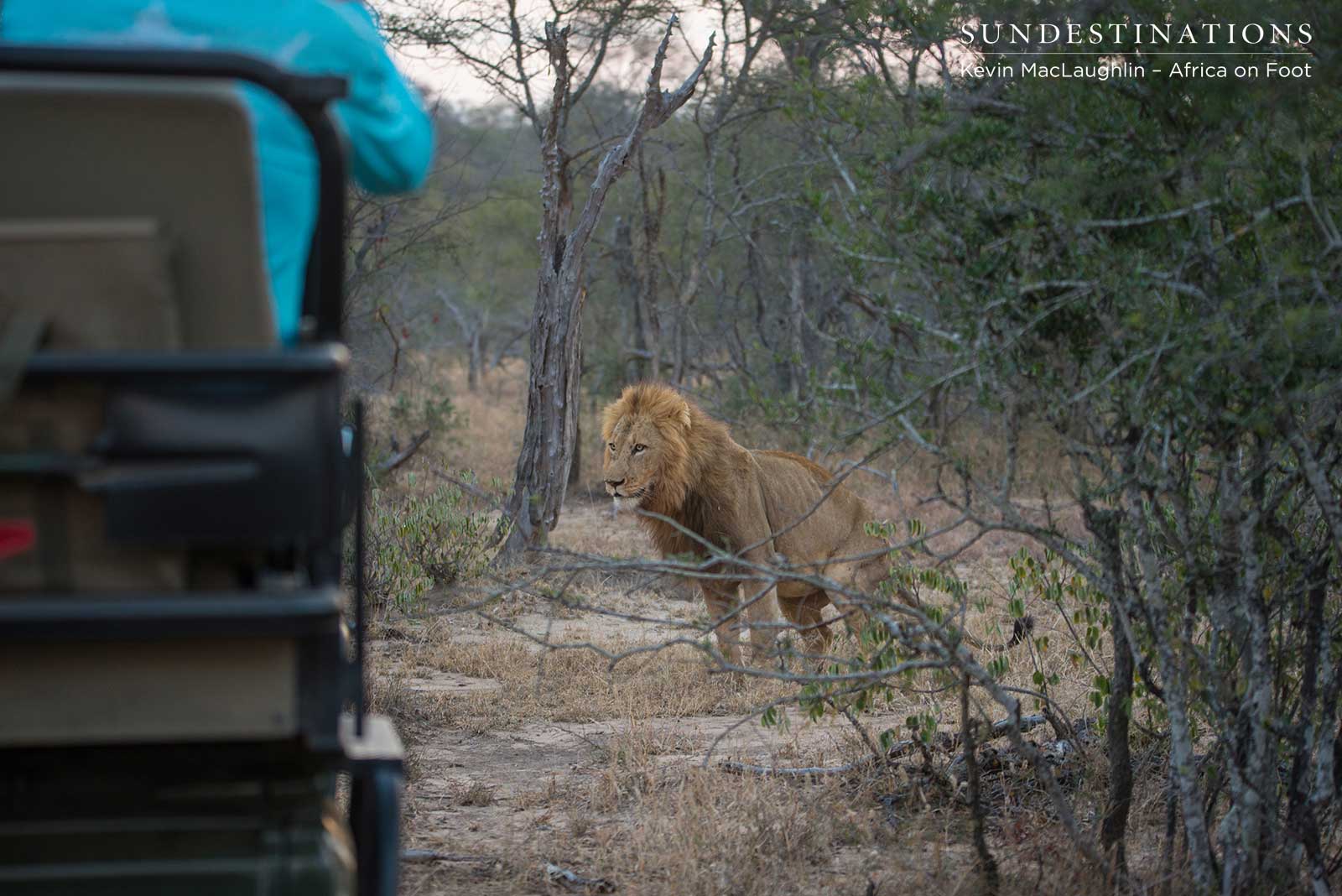 Africa on Foot Lions Africa on Foot Lions