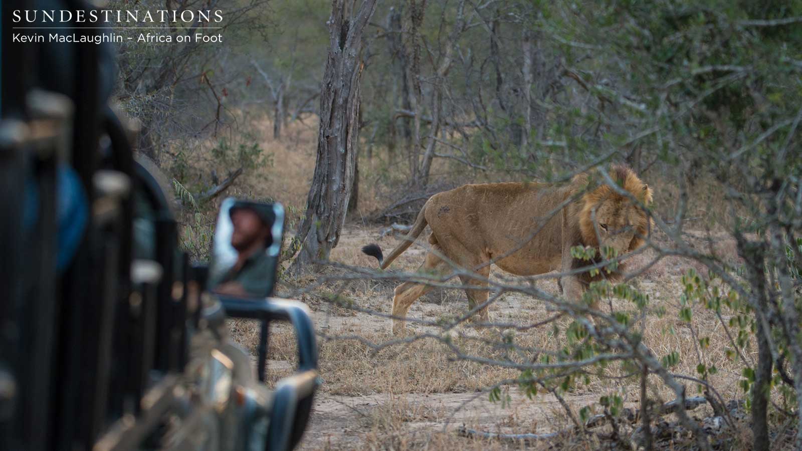 Watching Lions in Klaserie Watching Lions in Klaserie