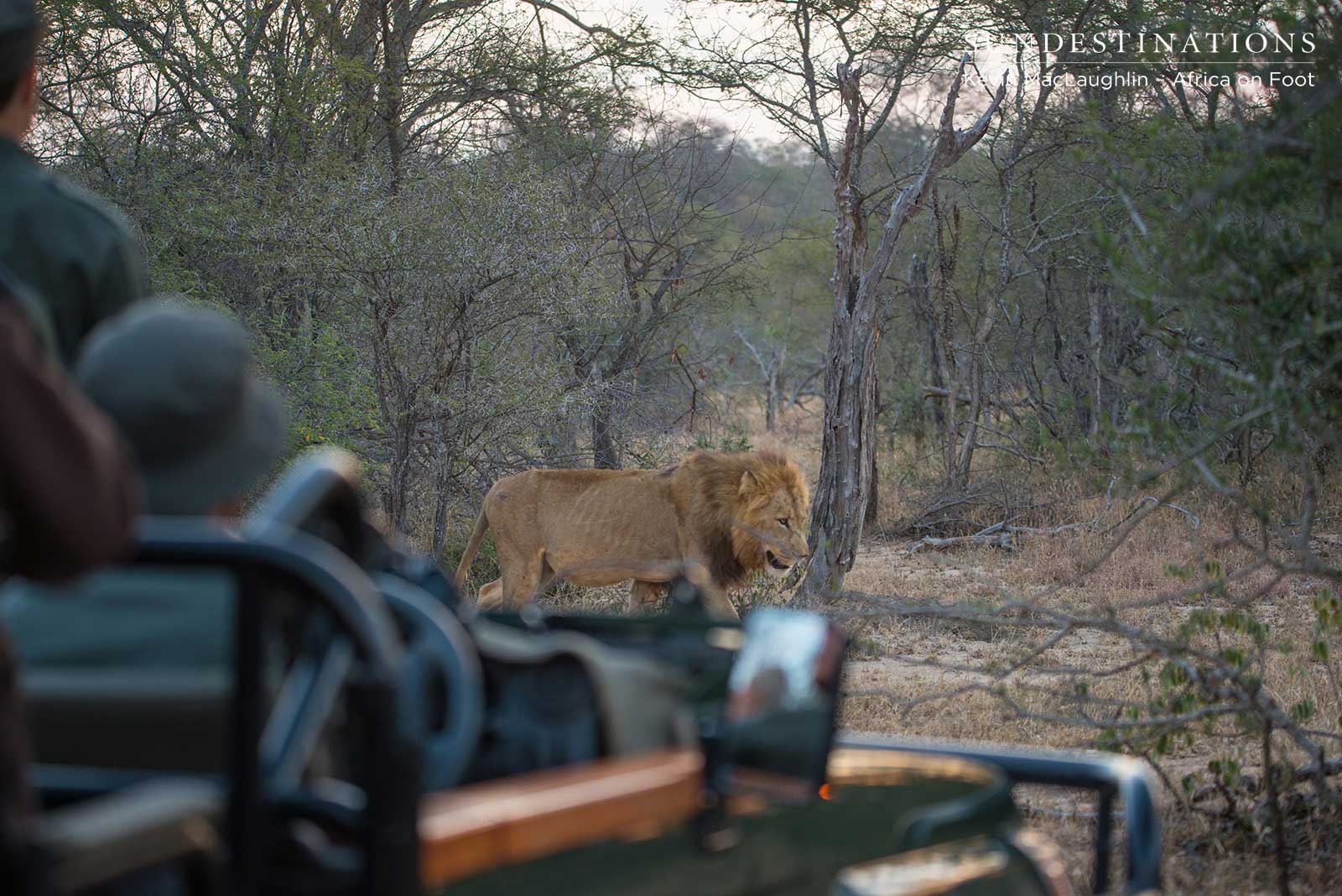 Powerful Male Lion Powerful Male Lion