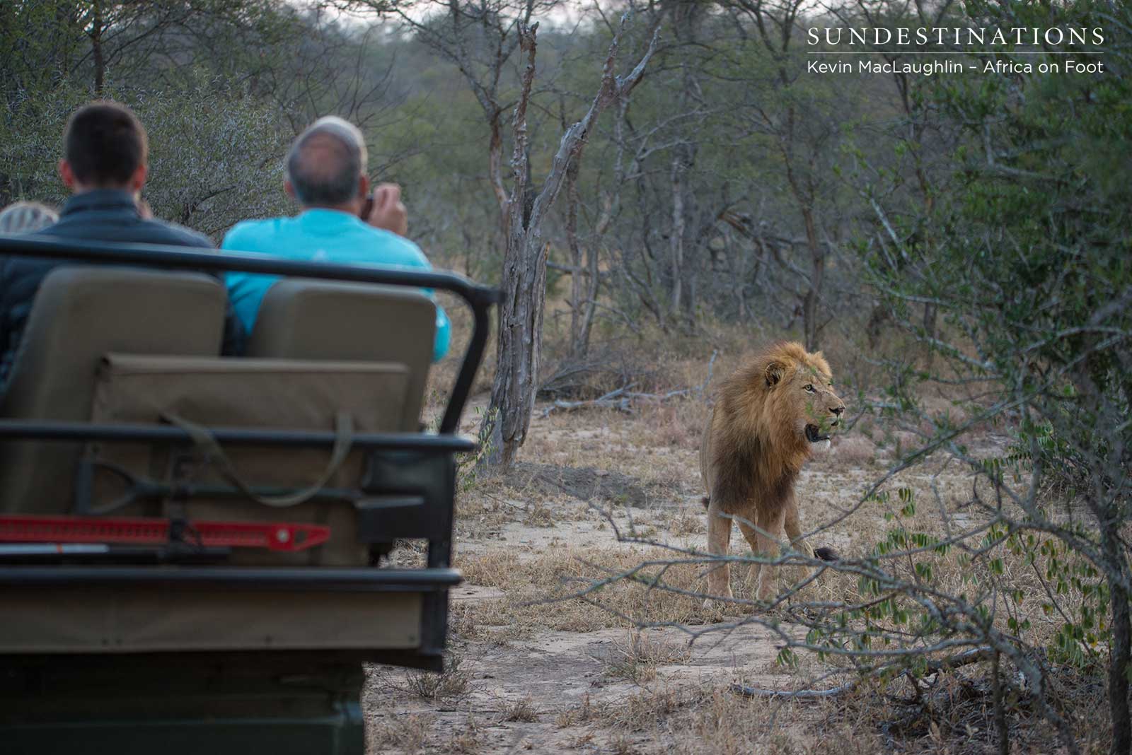 Guests with Lions Guests with Lions