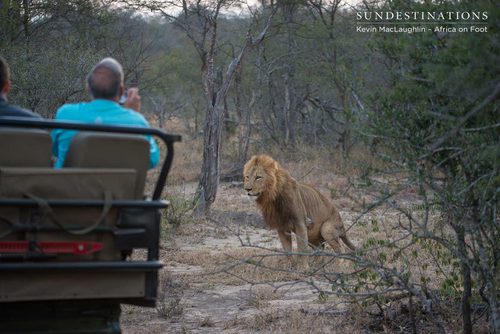 Africa on Foot Lion Sighting Africa on Foot Lion Sighting