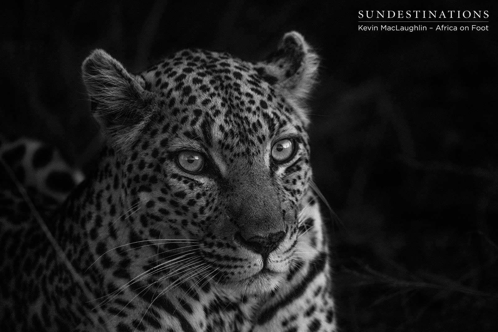 Cleo the Leopardess Cleo the Leopardess