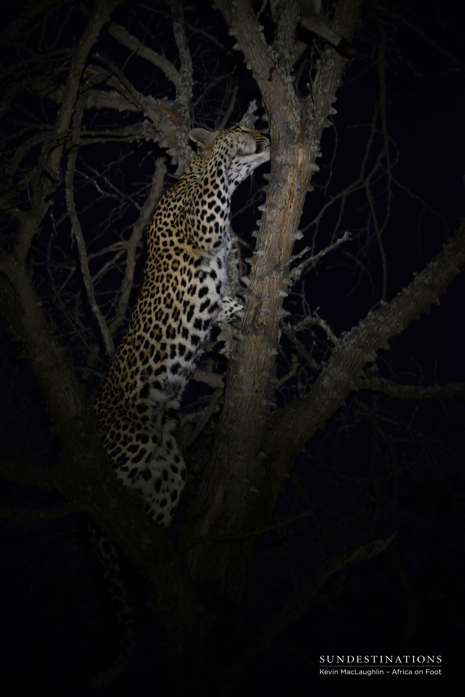 Cleo Climbing Tree Cleo Climbing Tree