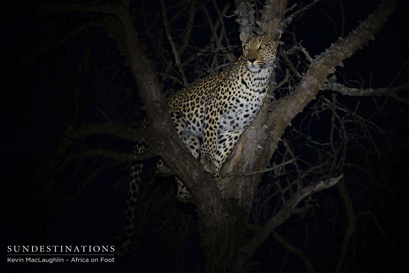 Africa on Foot Leopard Africa on Foot Leopard