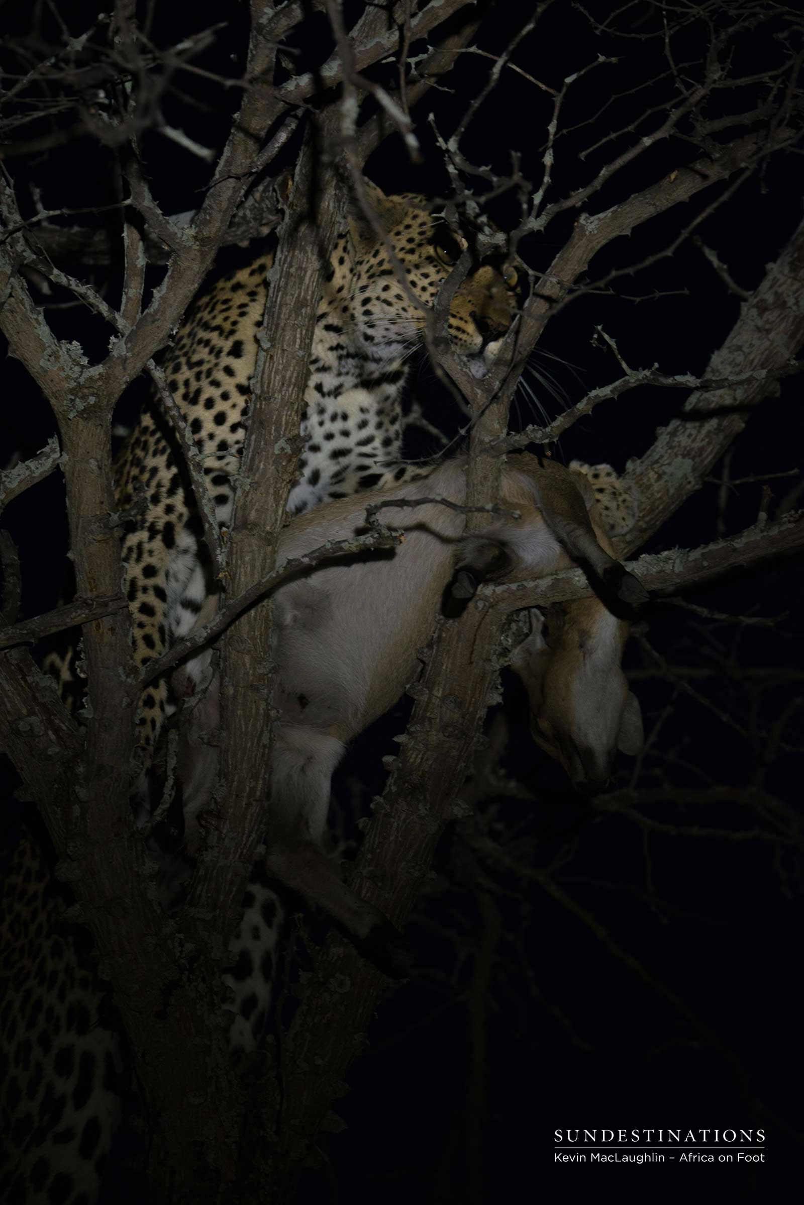 Cleo with Duiker Kill Cleo with Duiker Kill