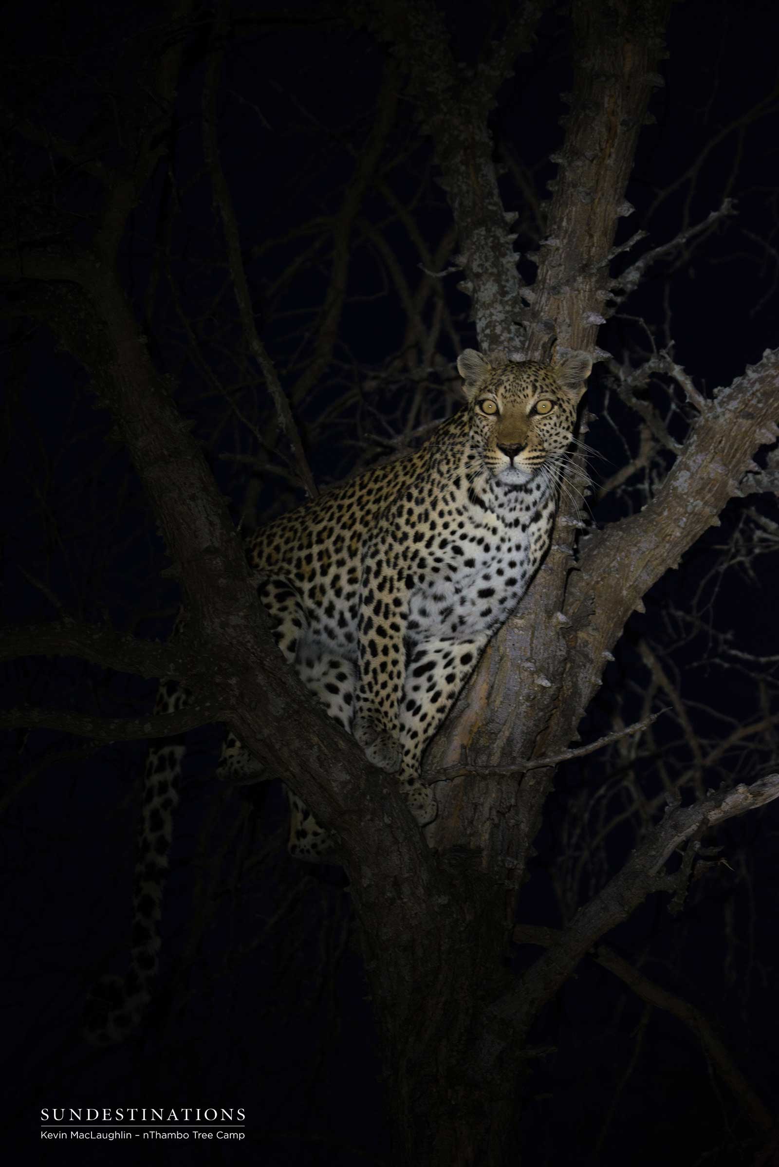 Cleo the Leopardess in Tree Cleo the Leopardess in Tree