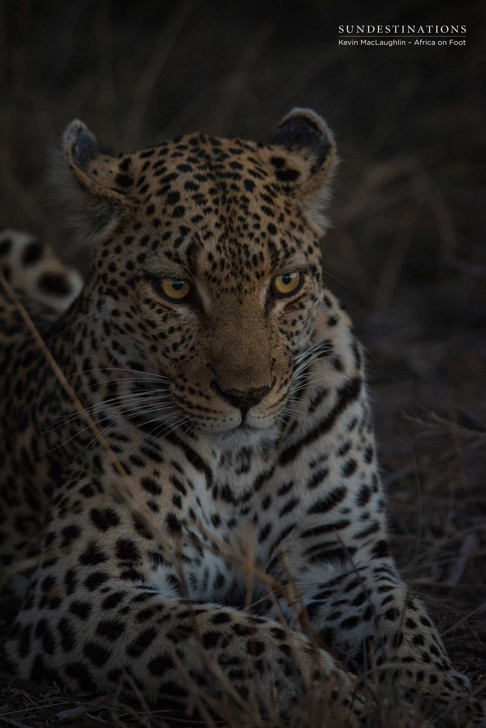 Leopard and Lions on Kill Leopard and Lions on Kill