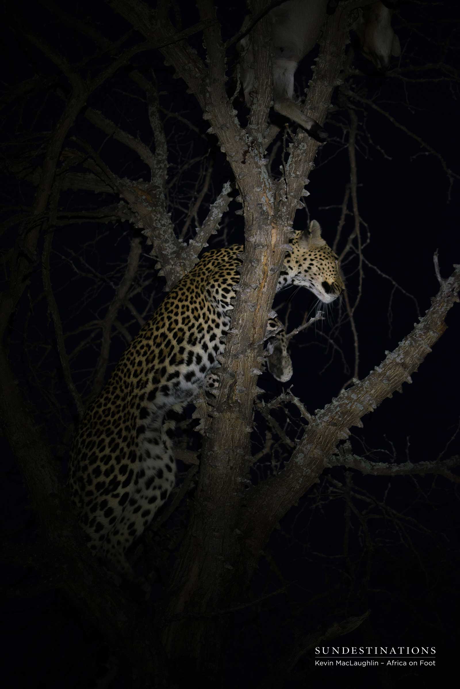 Leopard Kill Leopard Kill