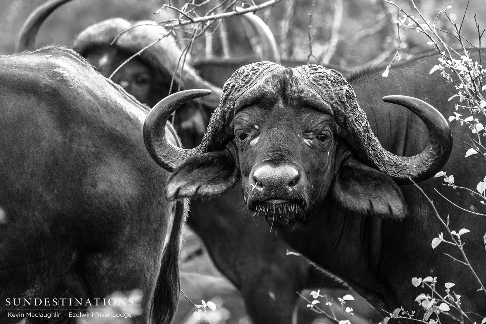 Ezulwini Buffalo Bull Ezulwini Buffalo Bull