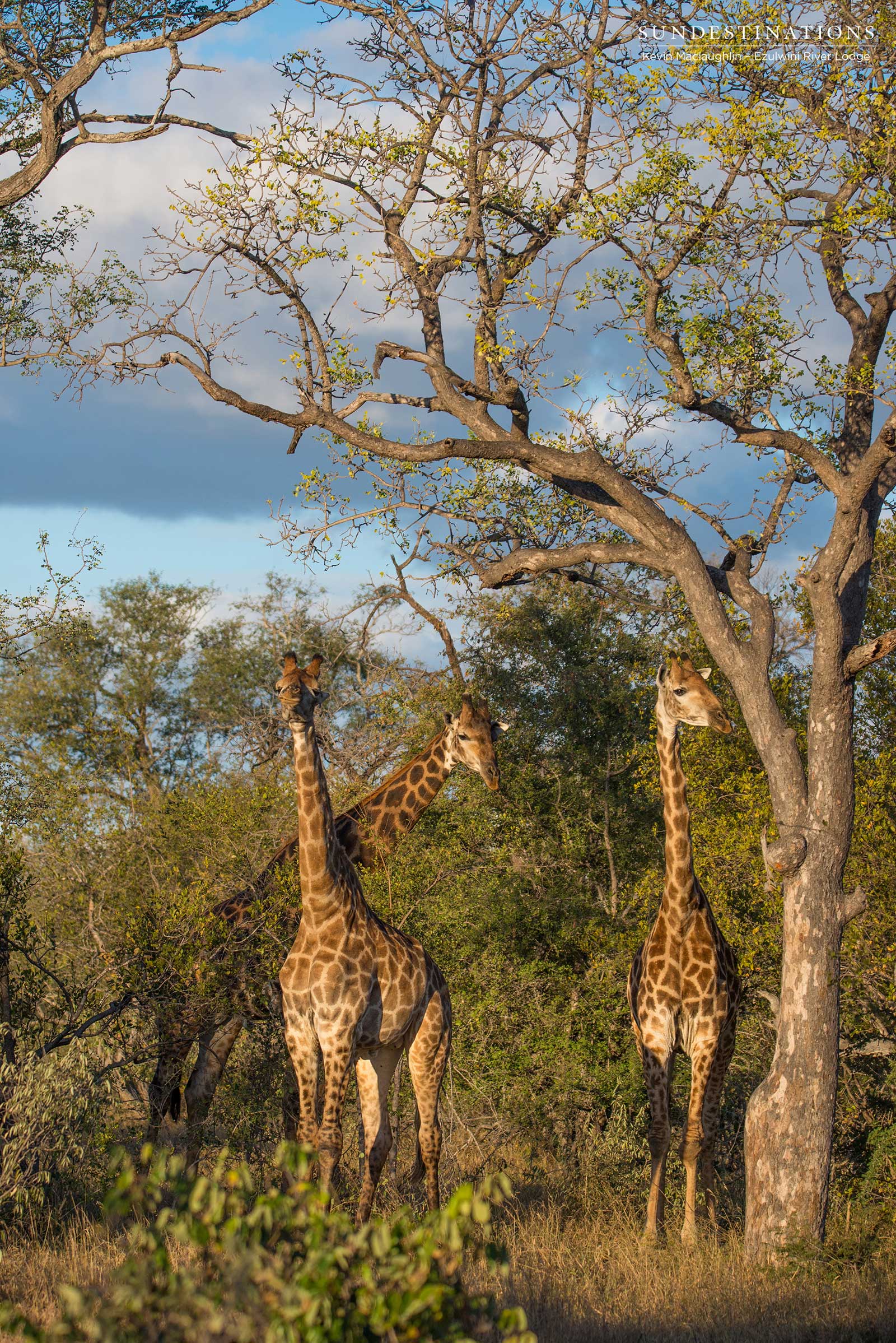 Giraffe Ezulwini Giraffe Ezulwini