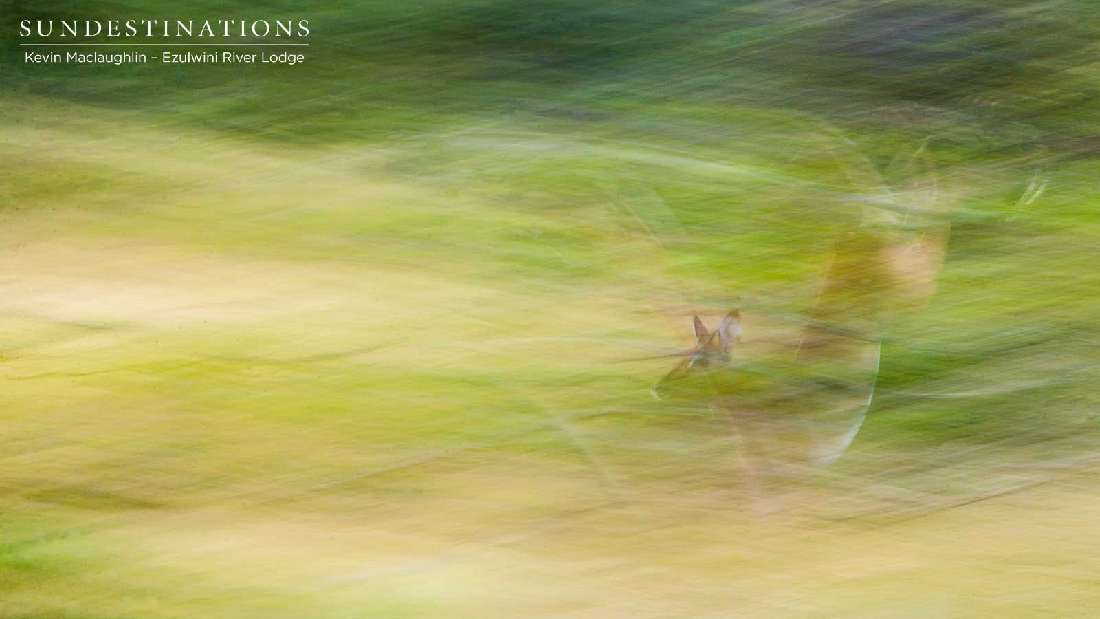 Impala Ezulwini Game Lodges Impala Ezulwini Game Lodges