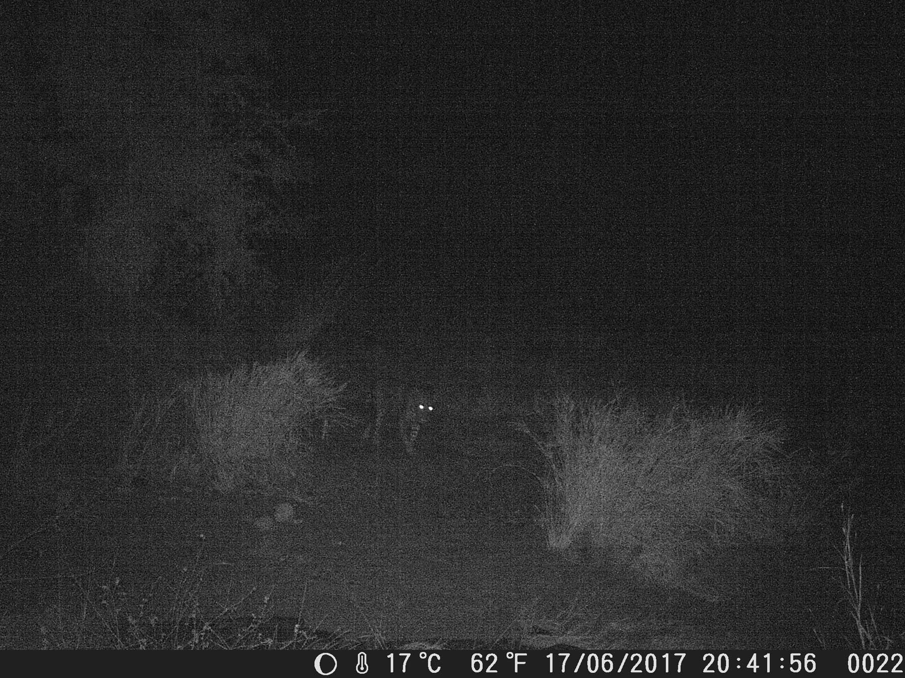 Leopard Ezulwini Game Lodges Leopard Ezulwini Game Lodges