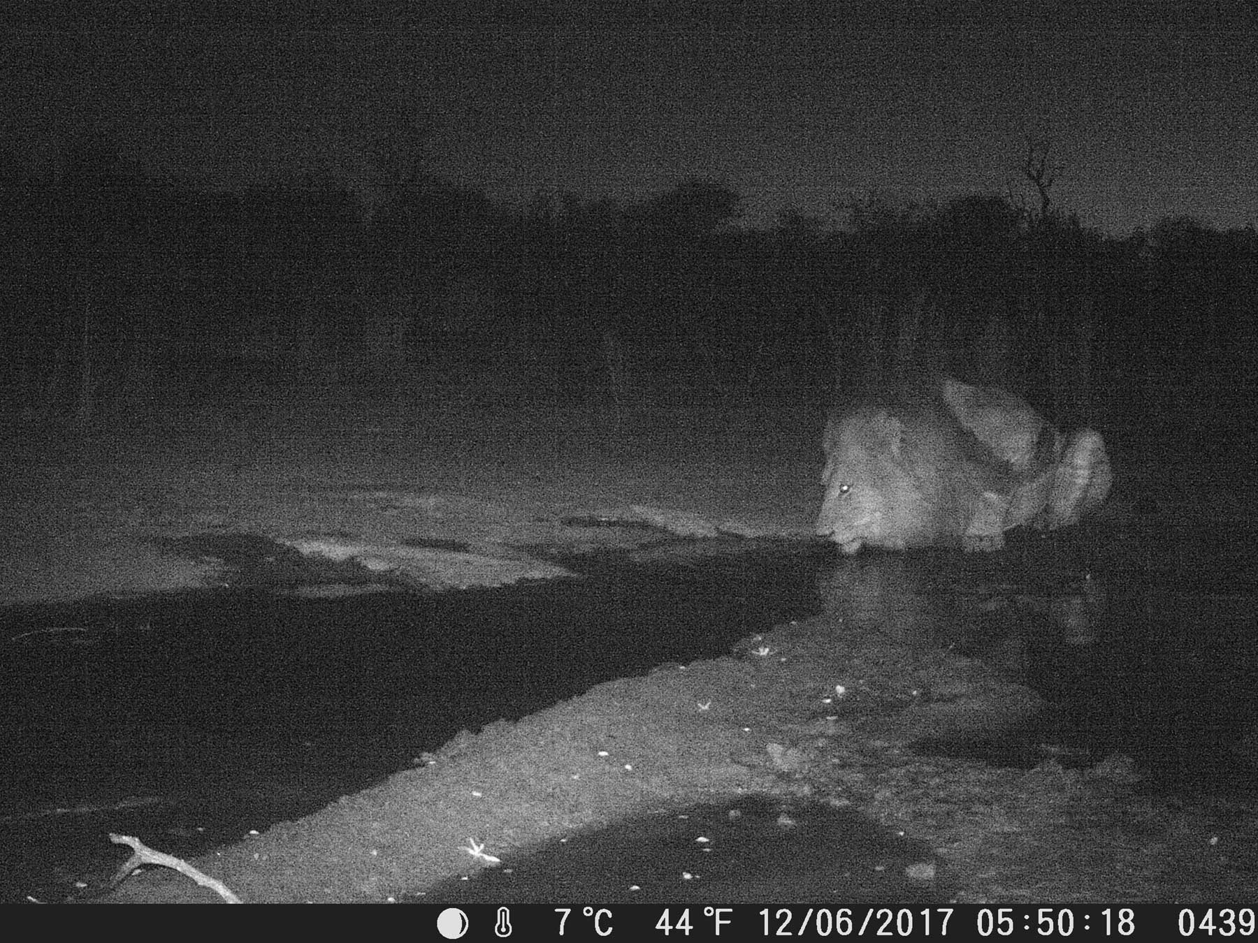 Male Lion Ezulwini Male Lion Ezulwini