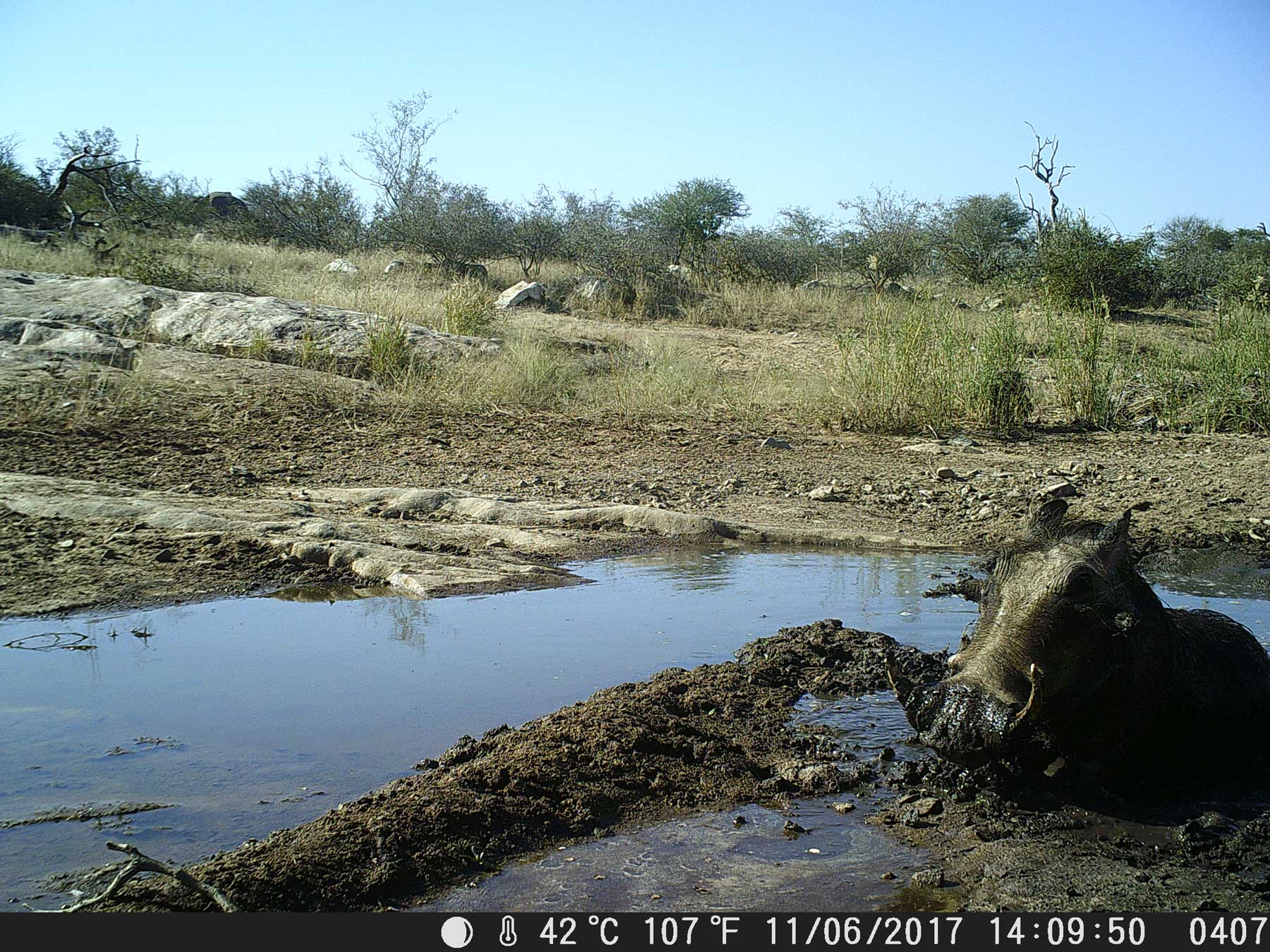 Ezulwini Warthogs Waterhole Ezulwini Warthogs Waterhole