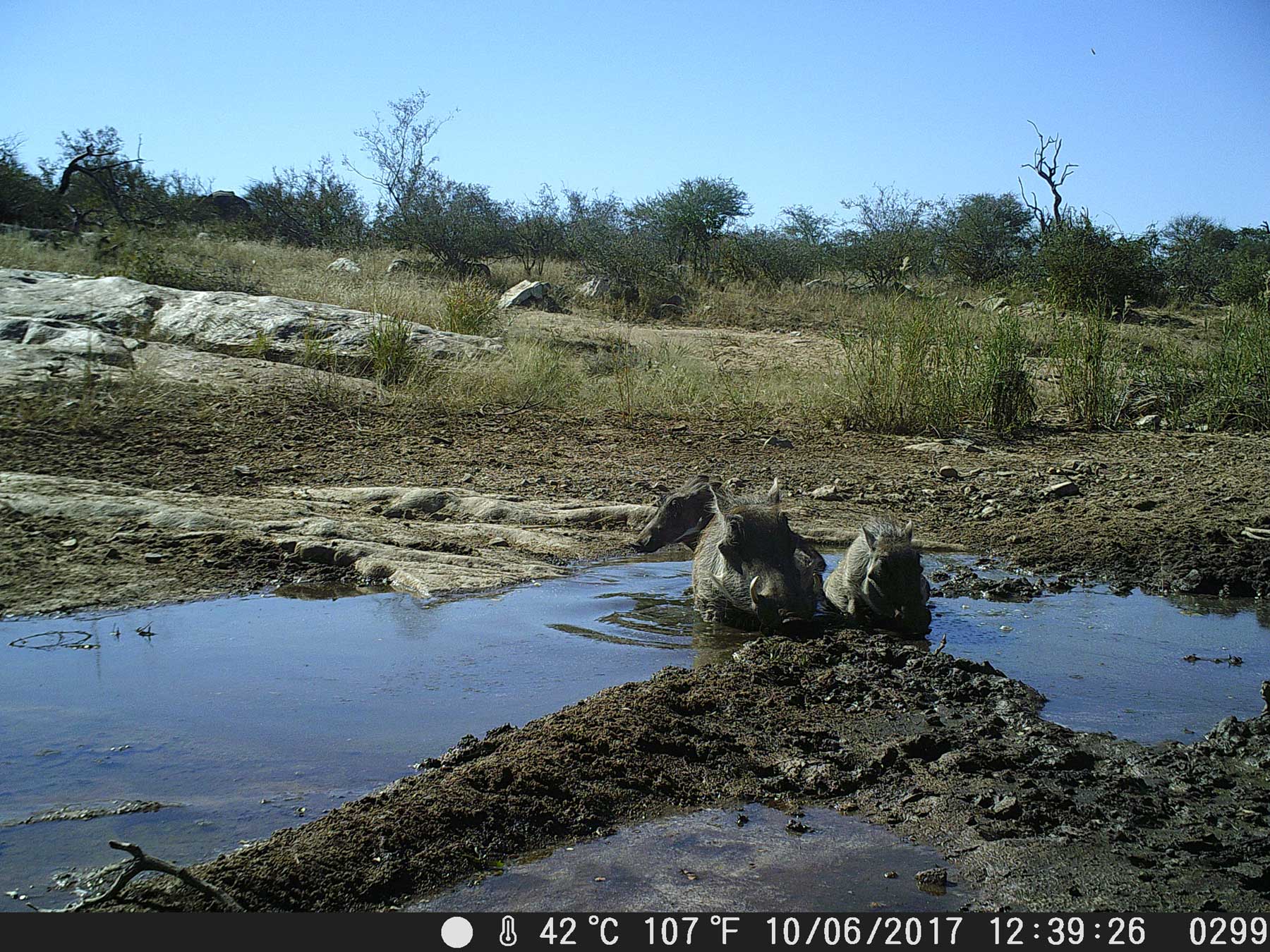 Ezulwini Mudhole with Warthogs Ezulwini Mudhole with Warthogs