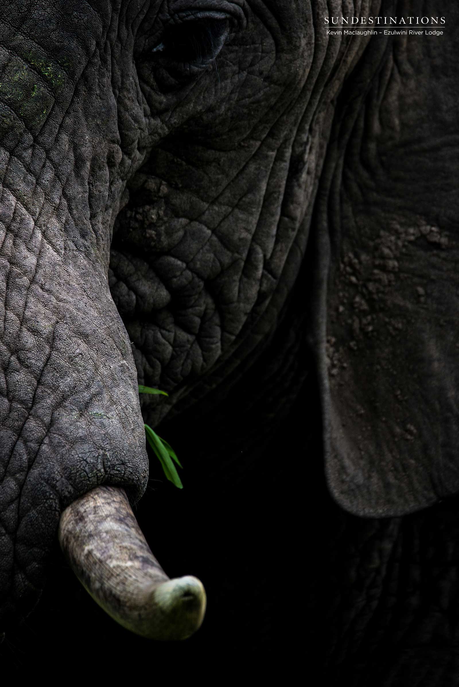 Elephant Ezulwini Game Lodges Elephant Ezulwini Game Lodges