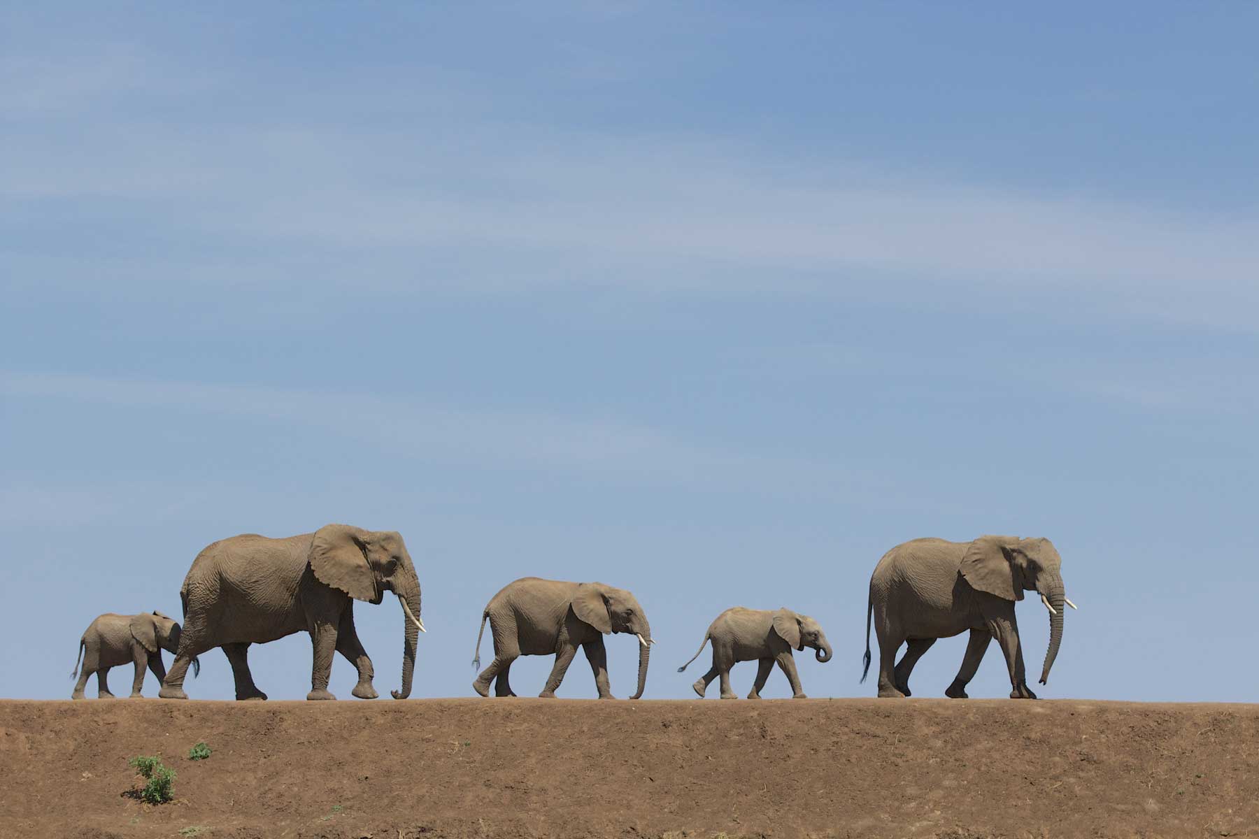 Elephants Warren Samuels Elephants Warren Samuels