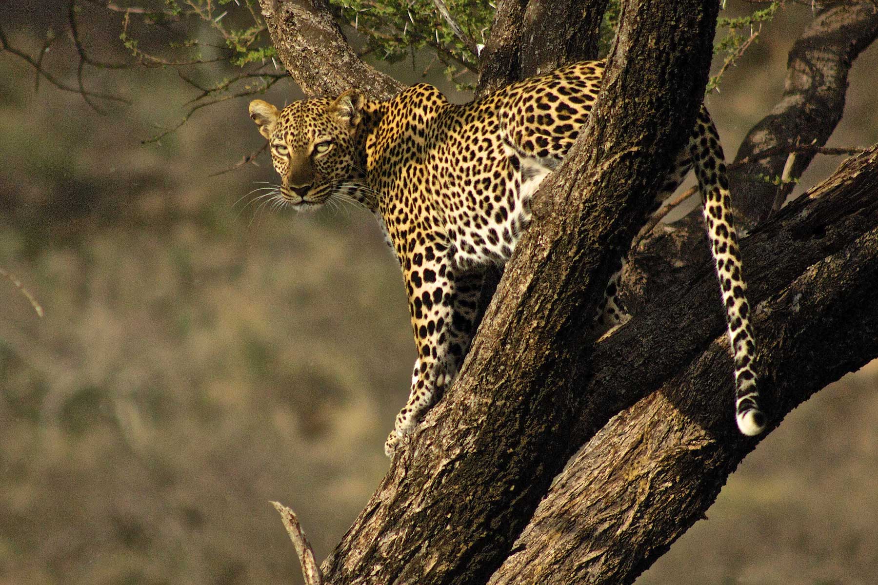 Warren Samuels Leopard Warren Samuels Leopard