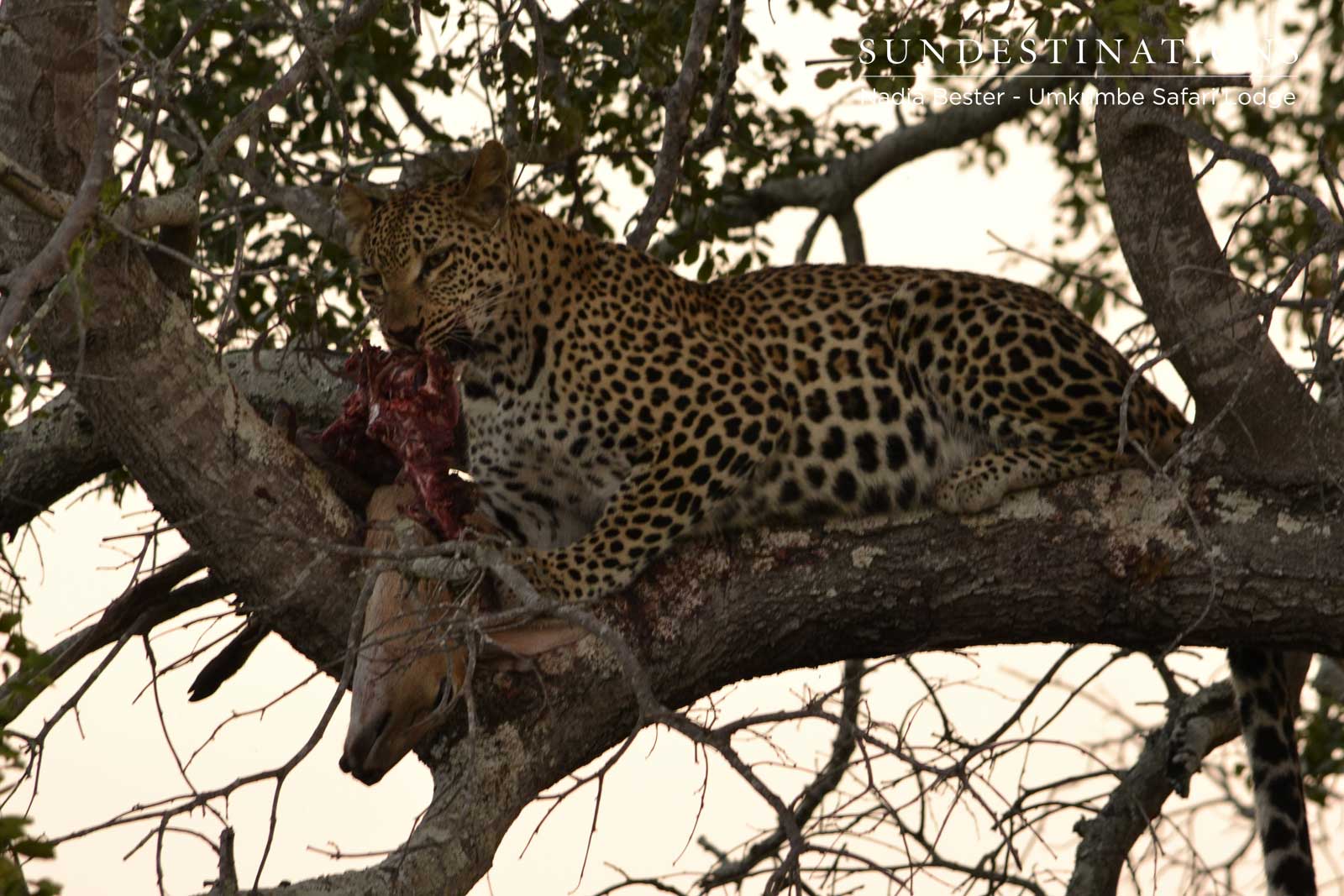 Little Bush Cub Little Bush Cub