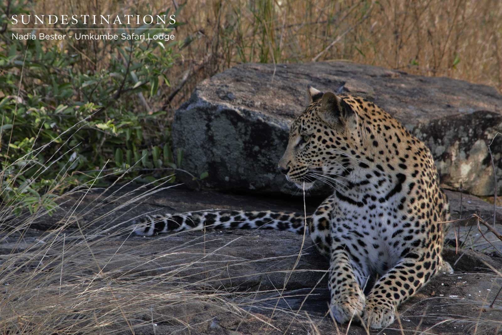 Little Bush Female Cub Little Bush Female Cub