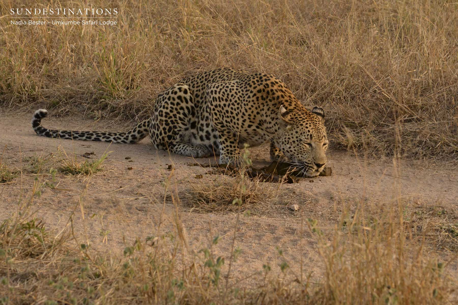 Mxabene with Dung Mxabene with Dung