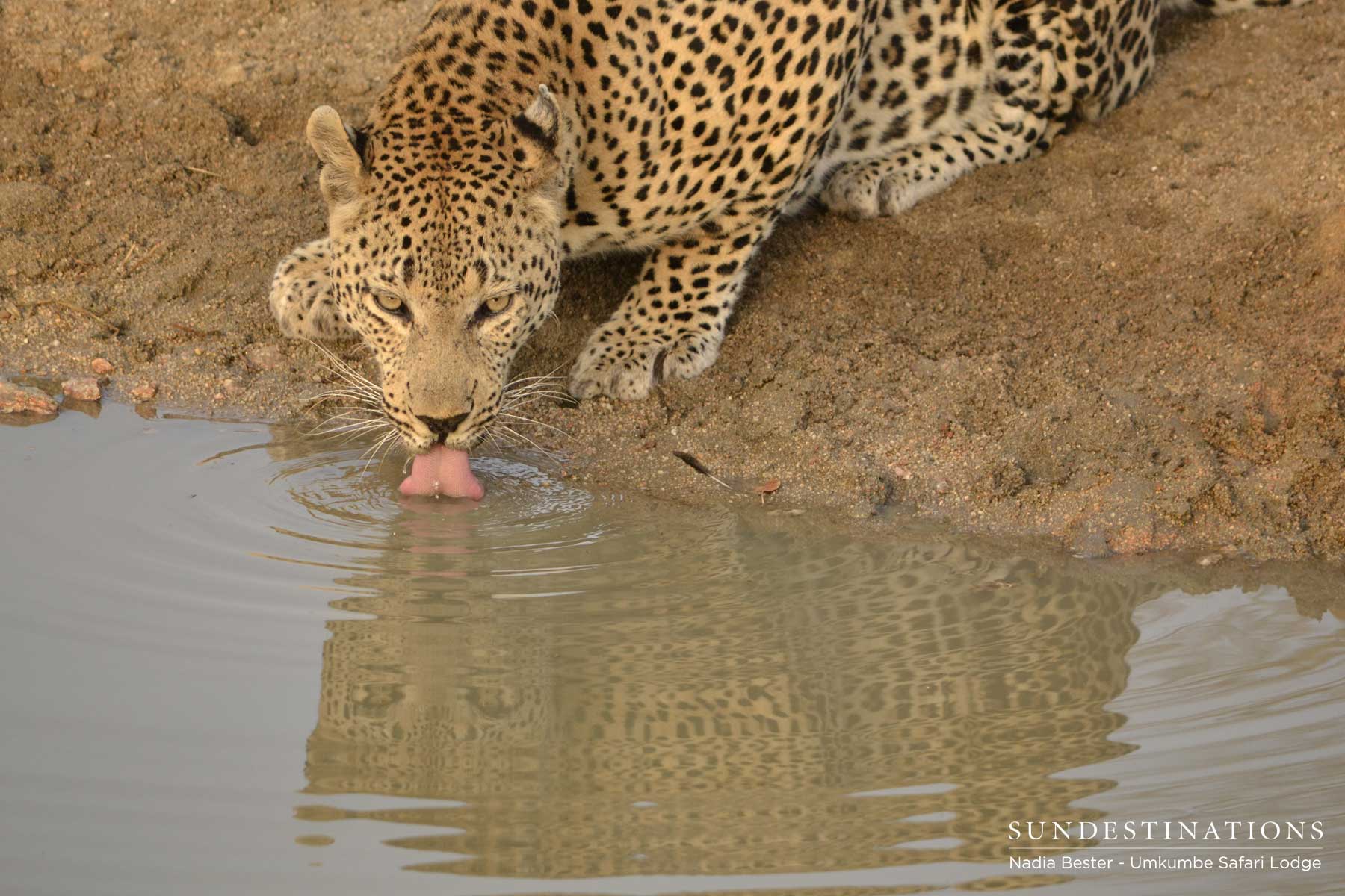 Mxabene Drinking Mxabene Drinking