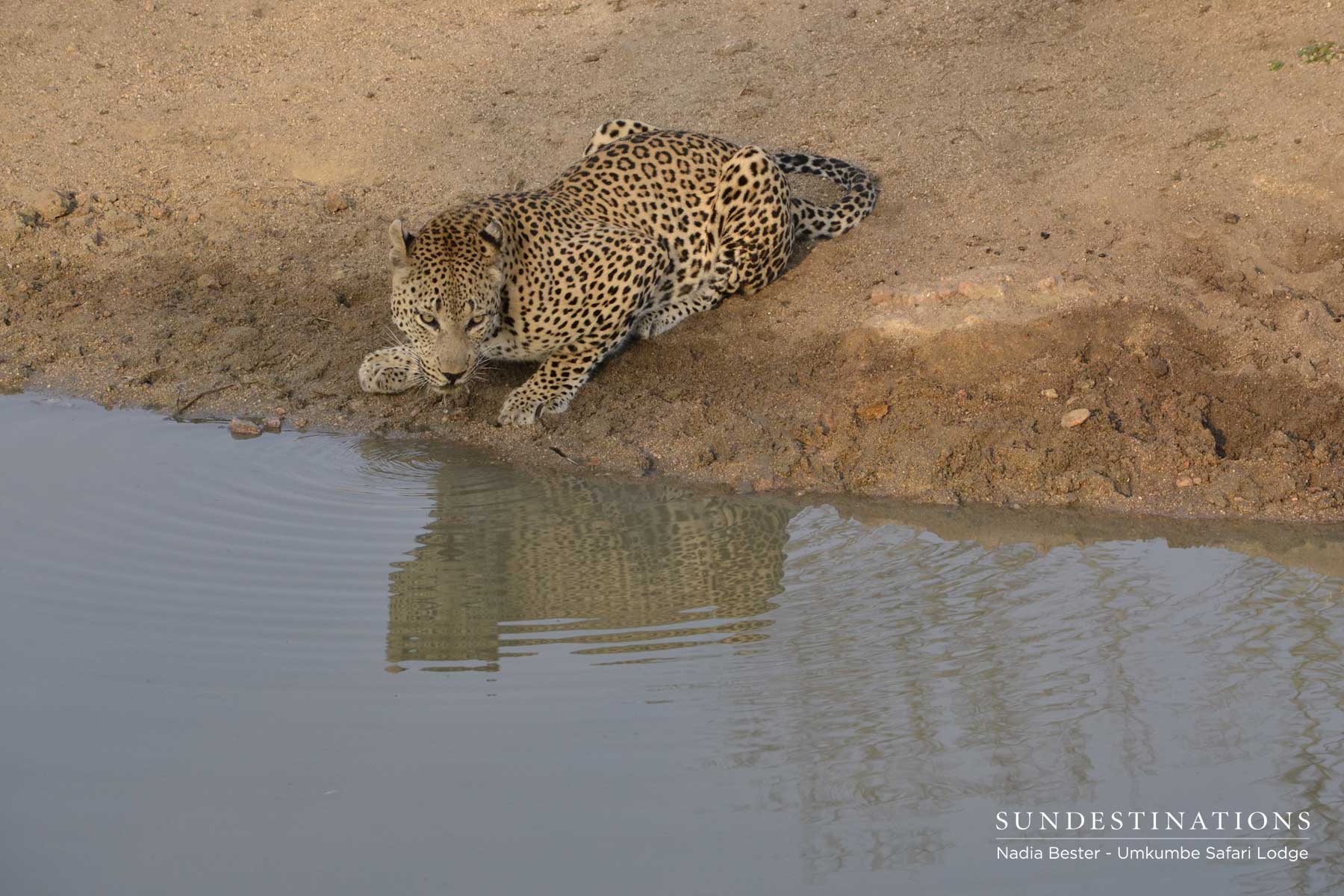 Mxabene Drinking at Waterhole Mxabene Drinking at Waterhole