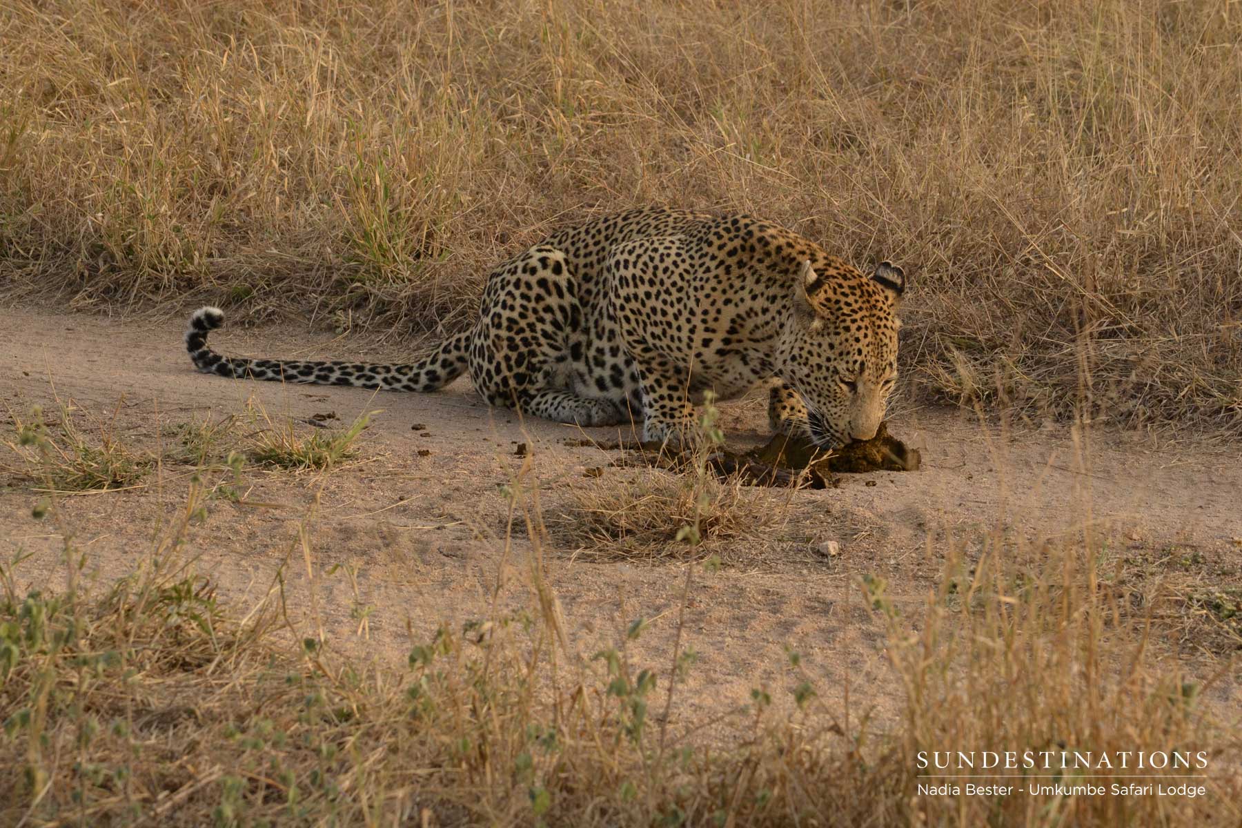Mxabene Eating Dung Pile Mxabene Eating Dung Pile