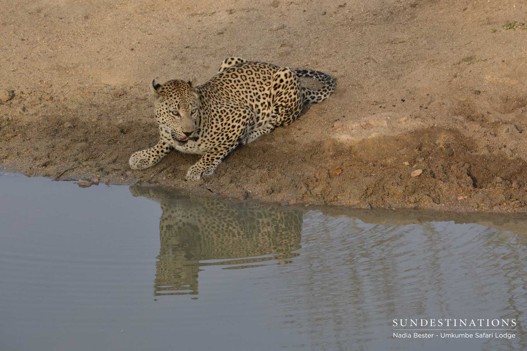 Mxabene Drinking in Sabi Sand Mxabene Drinking in Sabi Sand