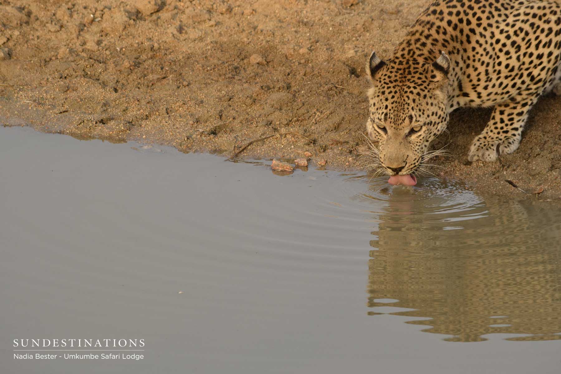 Mxabene Drinks Mxabene Drinks