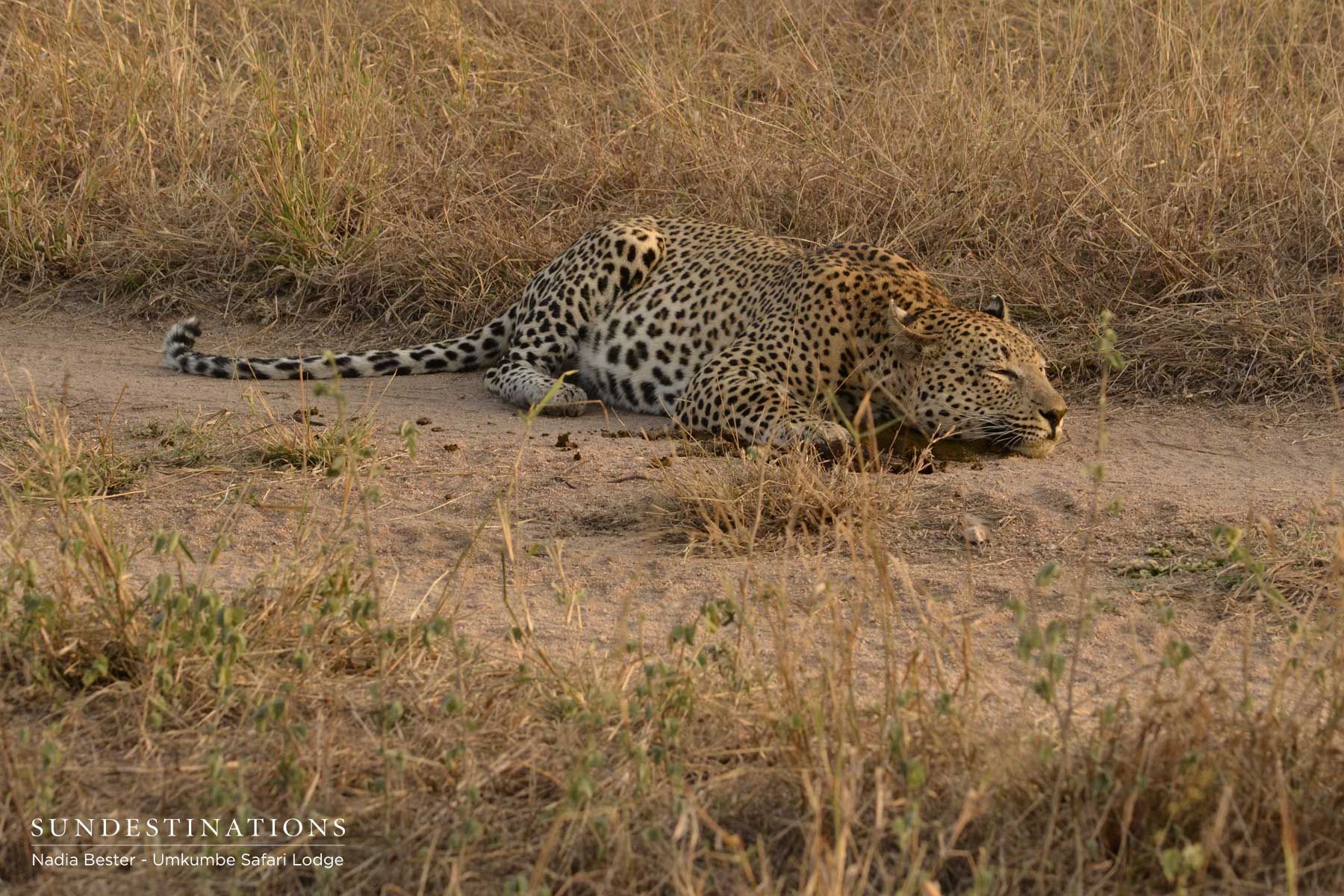 Mxabene Sleeping in Dung Mxabene Sleeping in Dung
