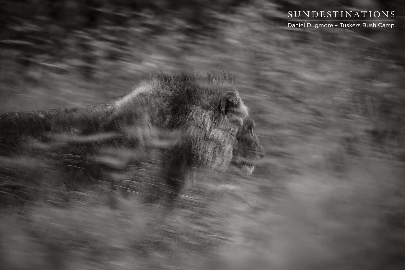 Tuskers Bush Camp Lion Tuskers Bush Camp Lion