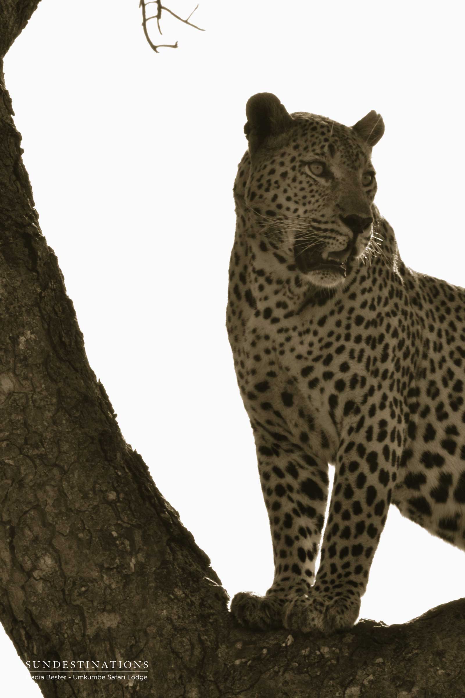 Umkumbe Mxabene Umkumbe Mxabene