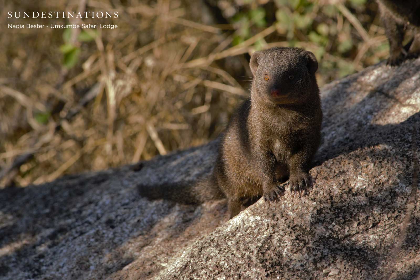 Umkumbe Mongoose Umkumbe Mongoose