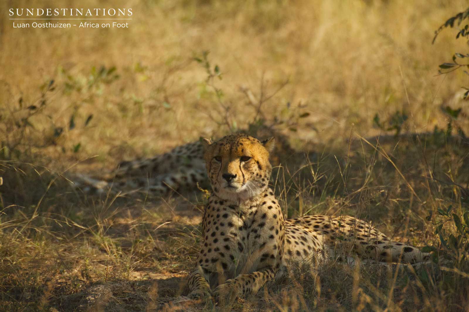 Cheetah Males Africa on Foot Cheetah Males Africa on Foot