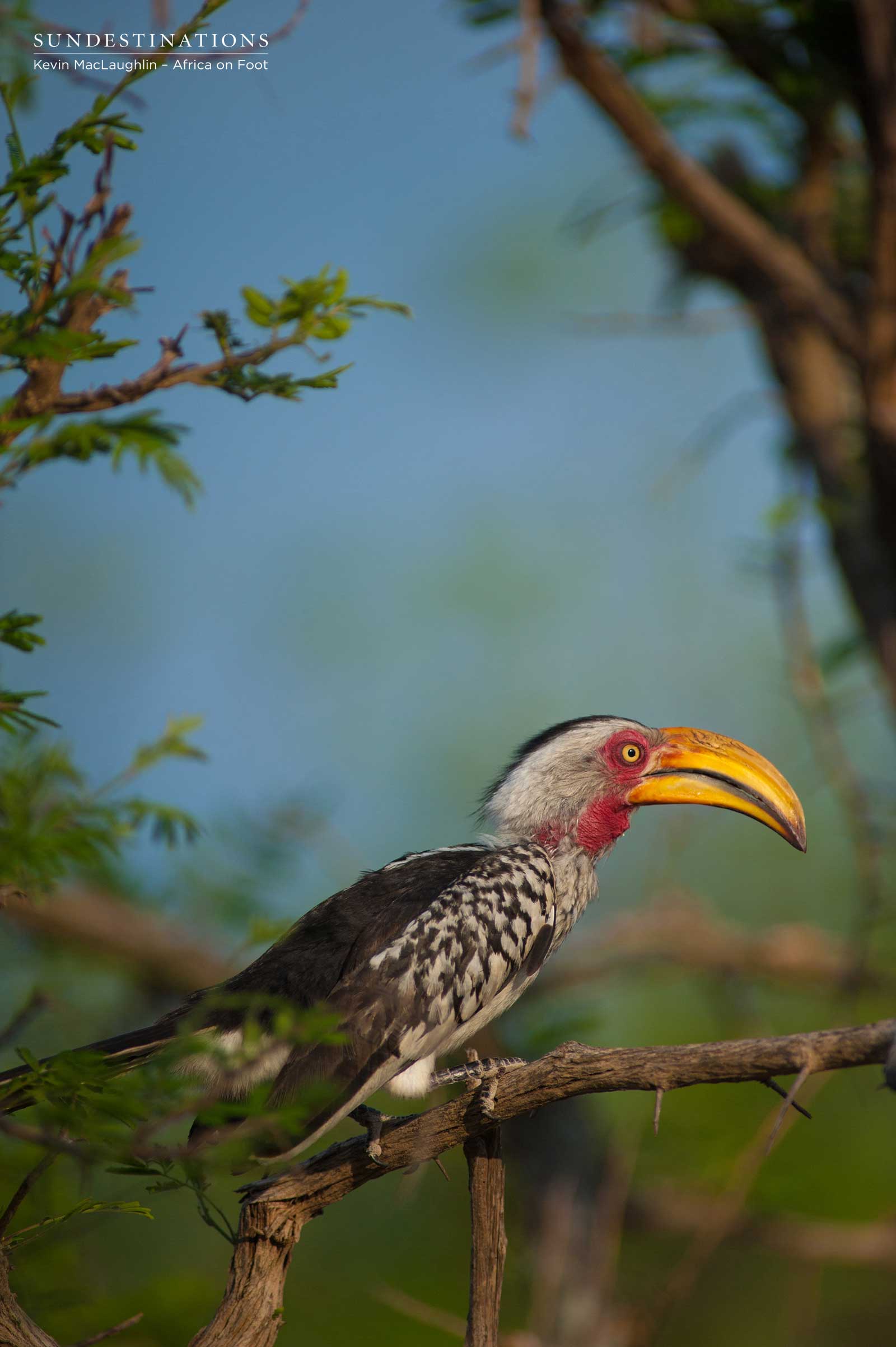 Africa on Foot Hornbill Africa on Foot Hornbill