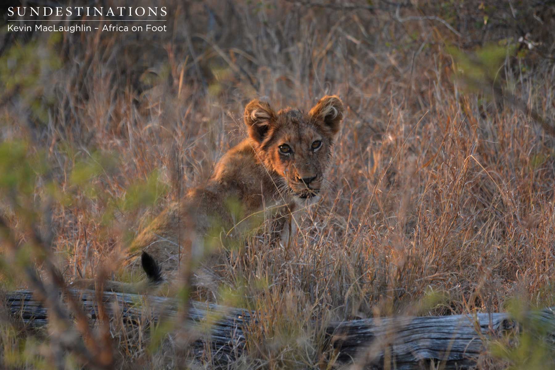 Lion cub Africa on Foot Lion cub Africa on Foot
