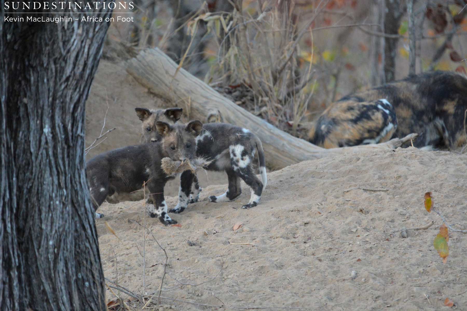 Africa on Foot Wild Dog Pups Africa on Foot Wild Dog Pups