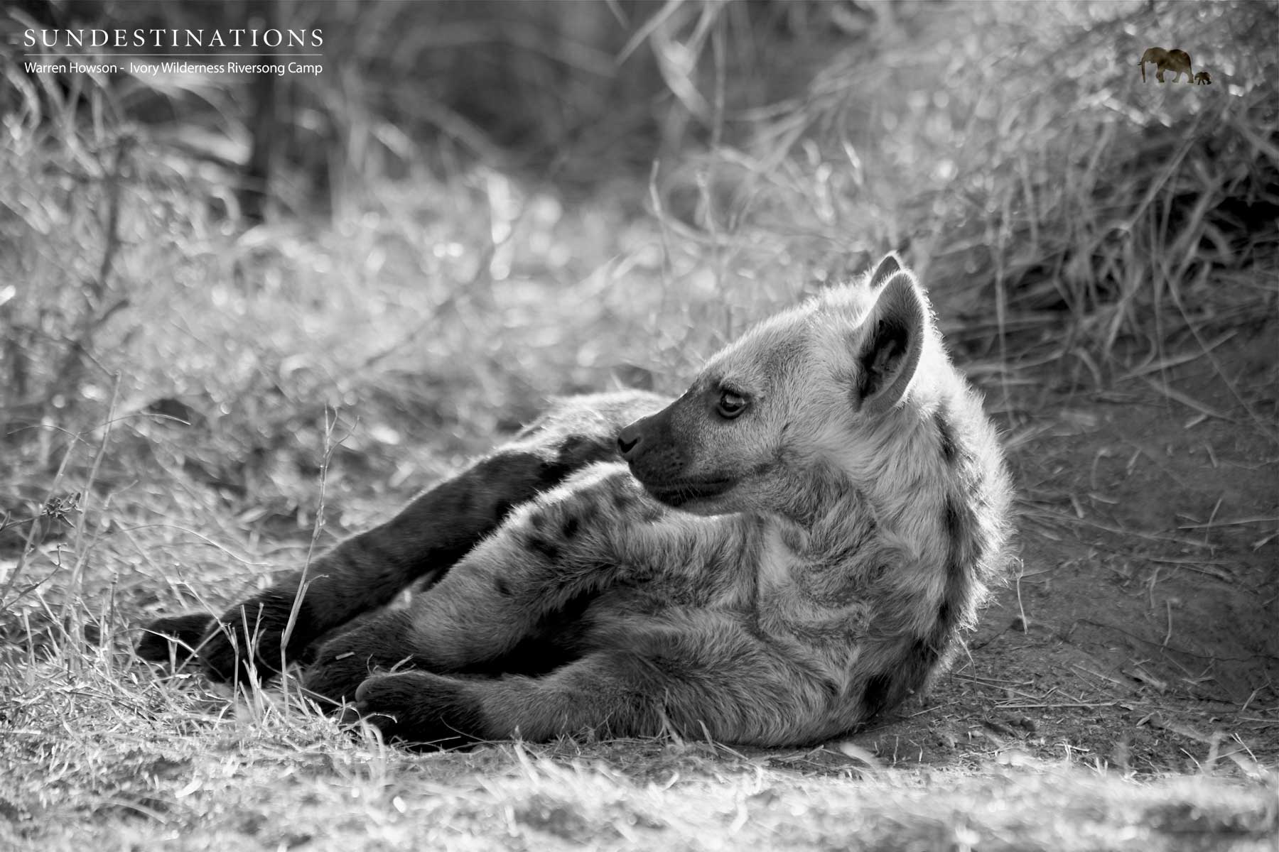 Young Hyena Cub Young Hyena Cub