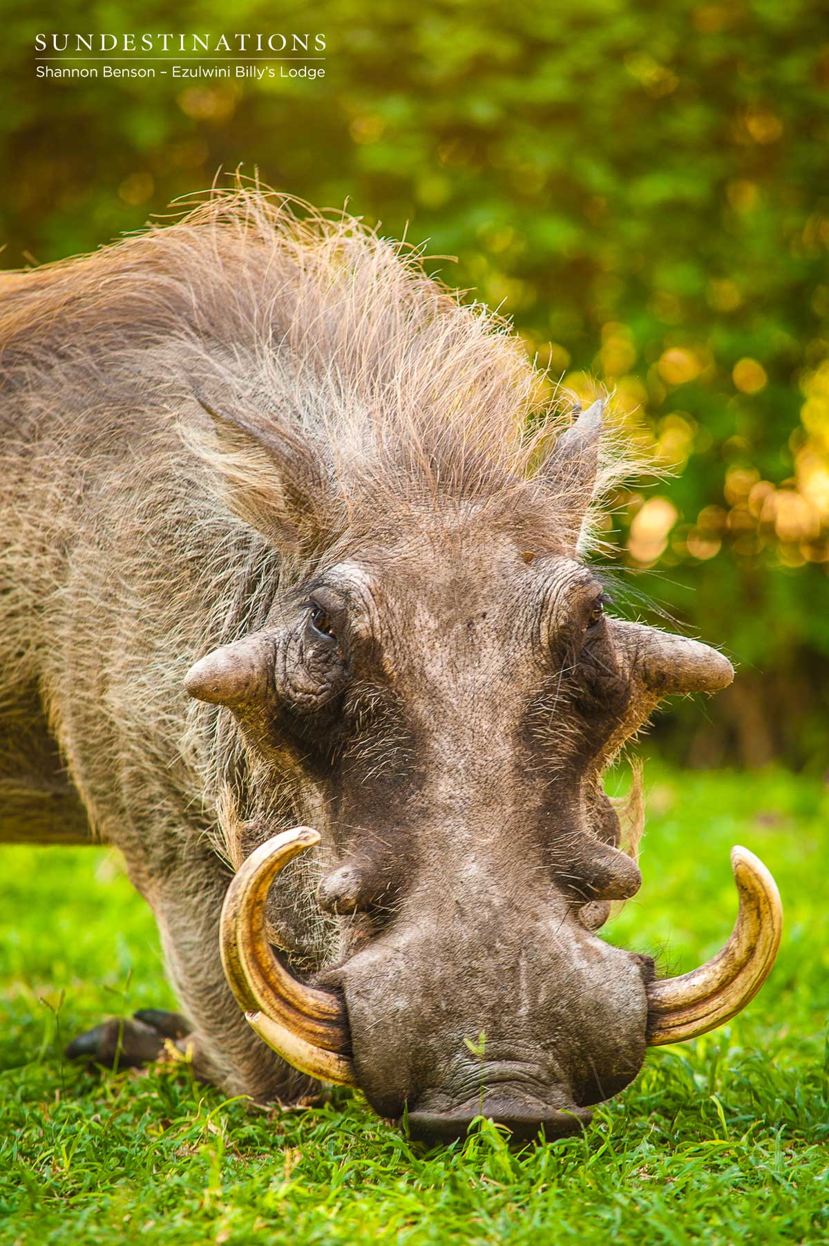 Warthog Ezulwini Warthog Ezulwini
