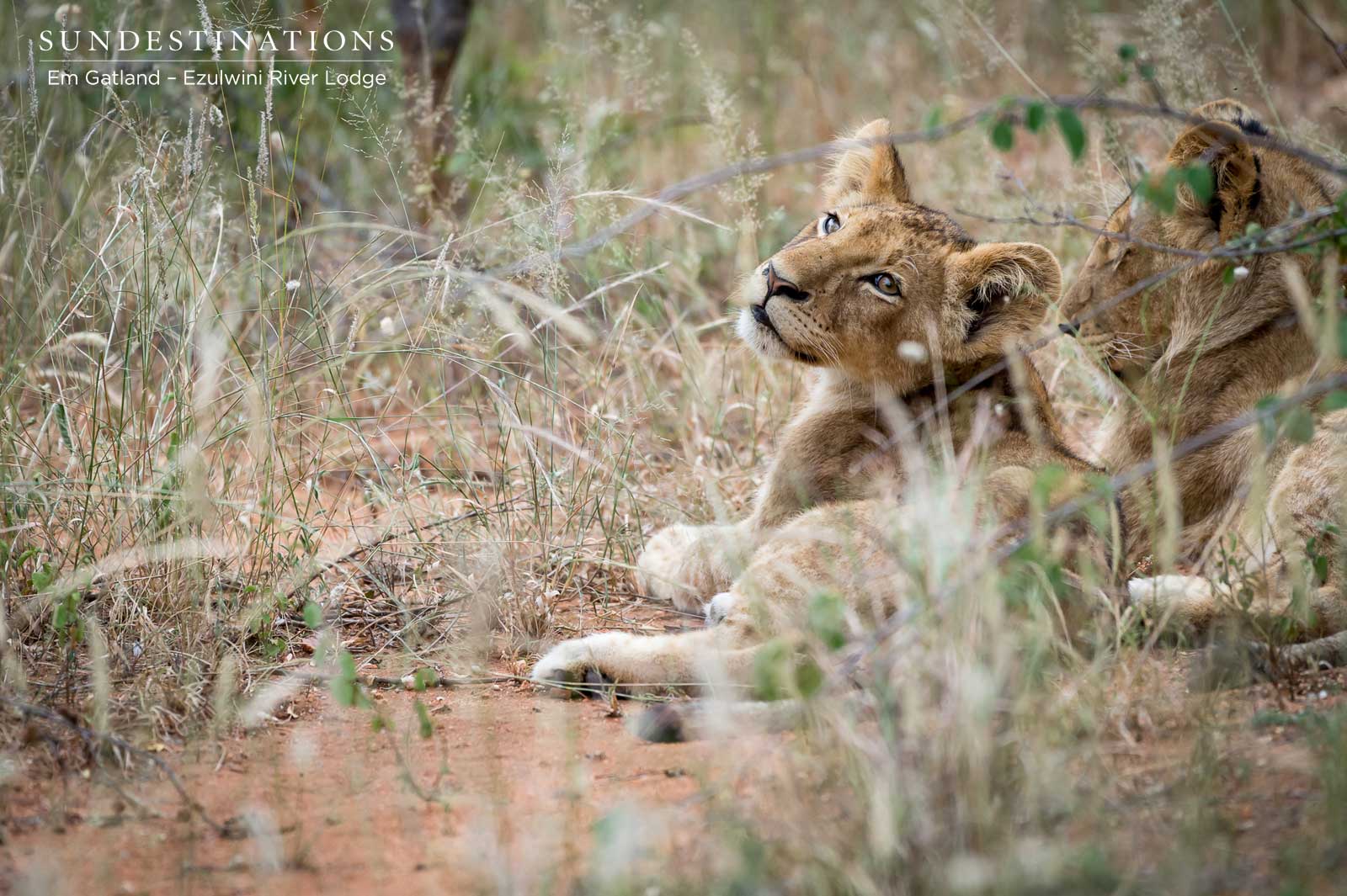 Ezulwini Lion Cubs Ezulwini Lion Cubs