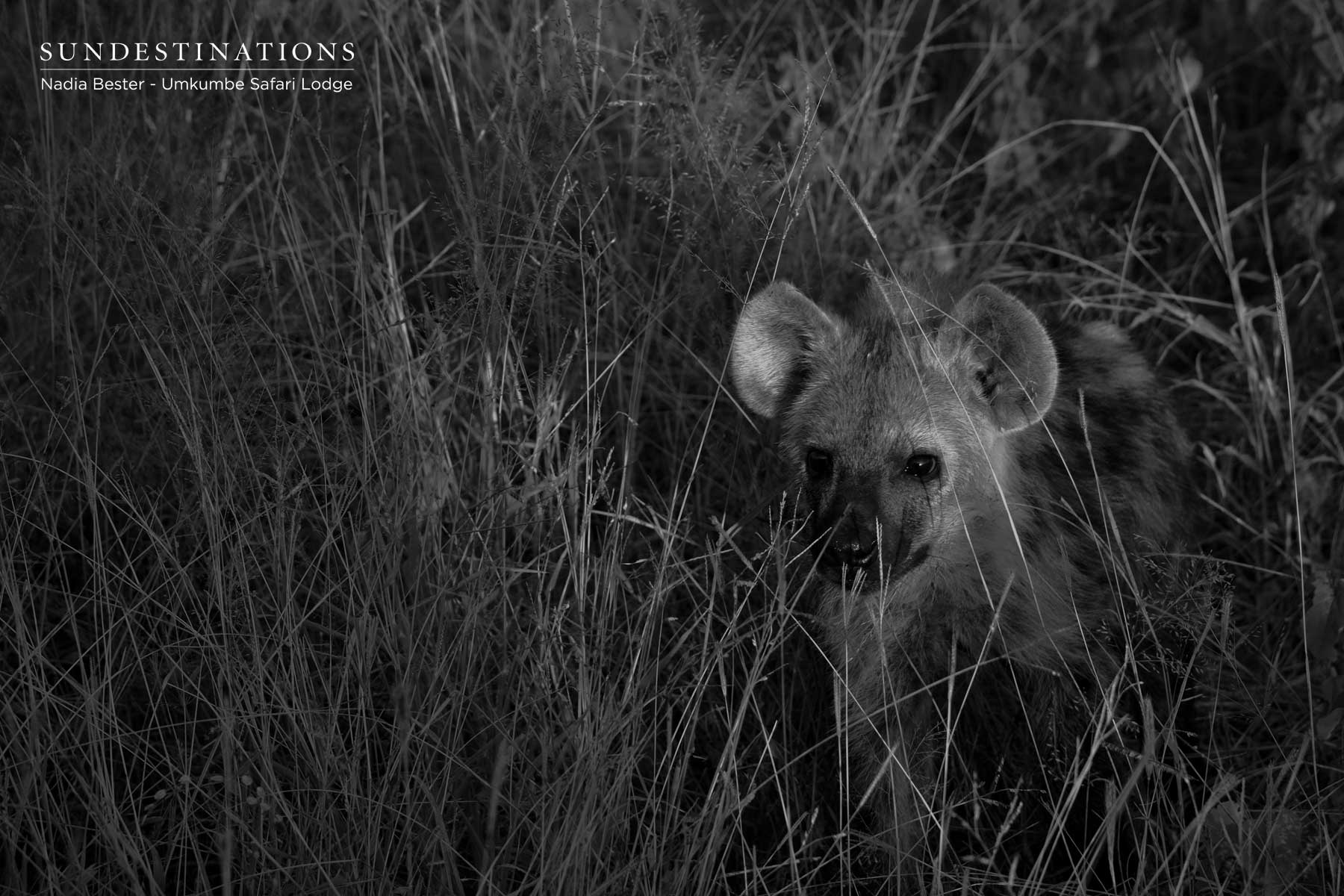 Hyena Cub in Klaserie Hyena Cub in Klaserie