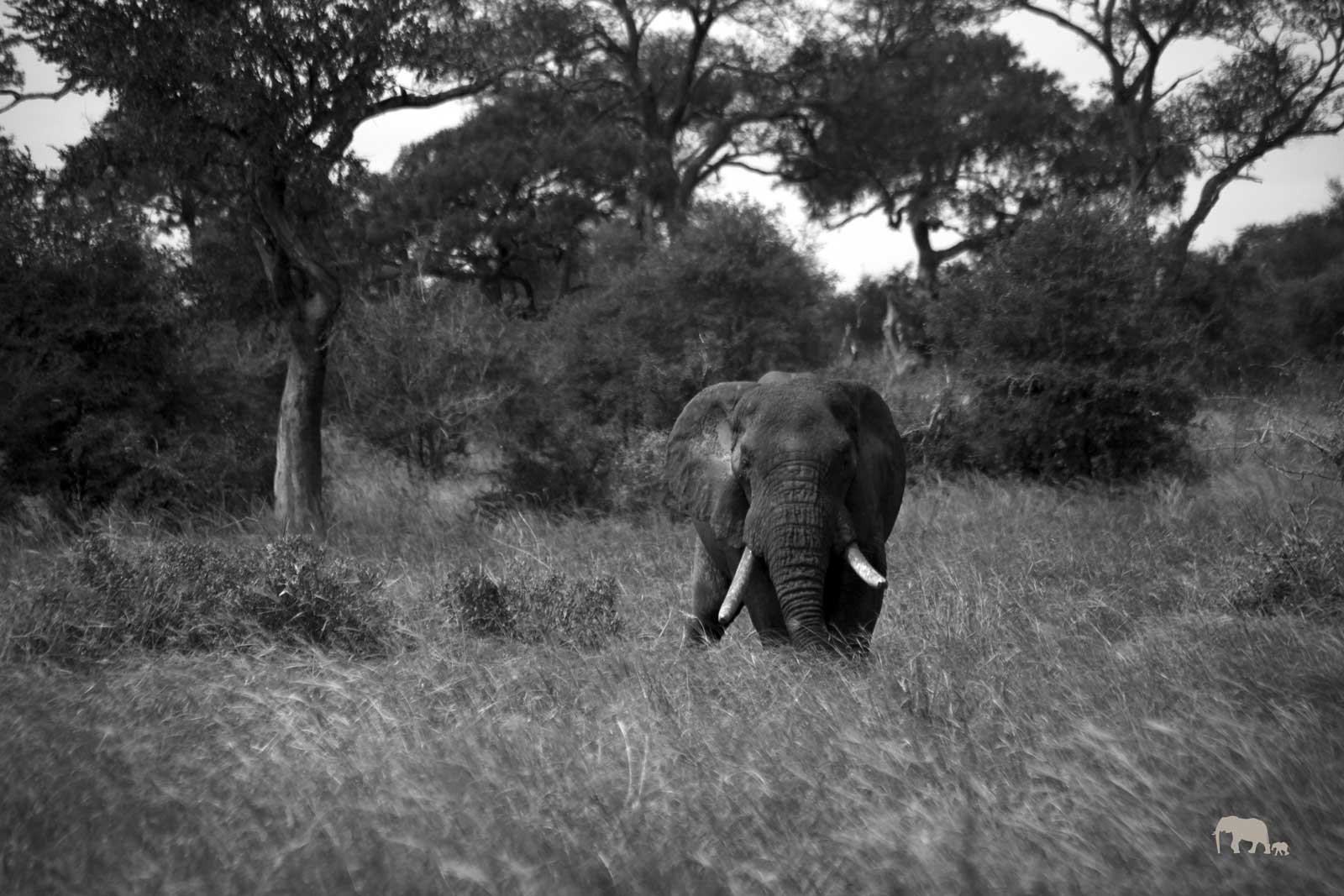 Elephant Bull Klaserie Elephant Bull Klaserie