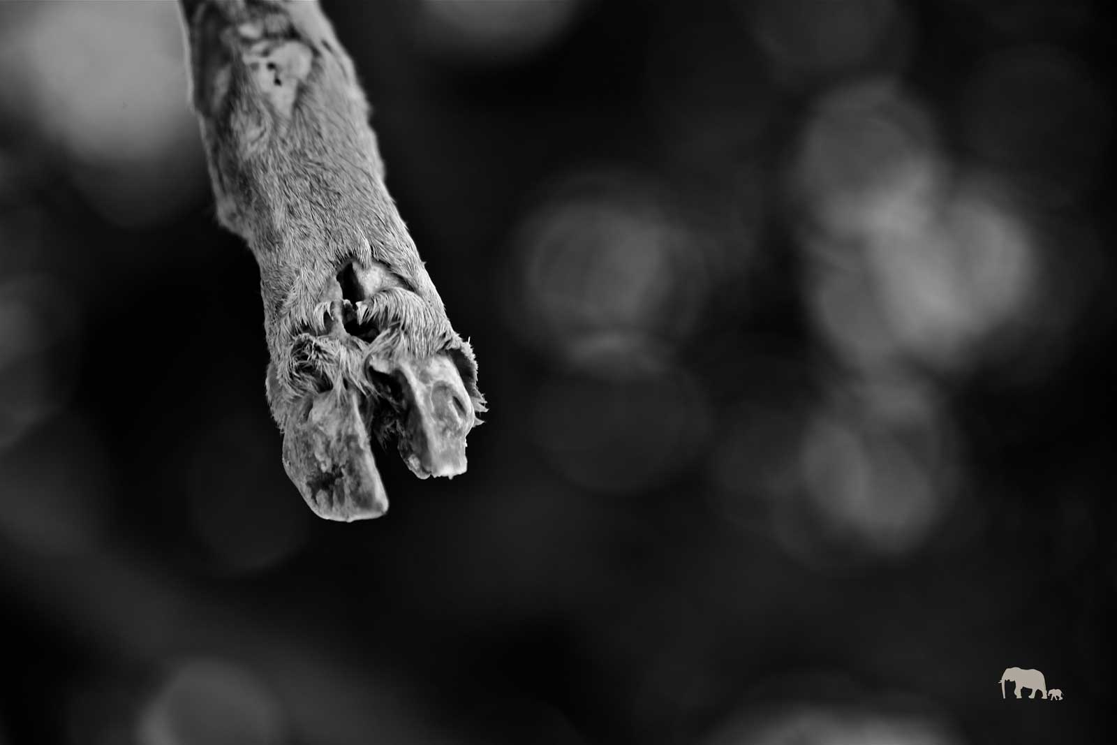 Impala Hoof Impala Hoof