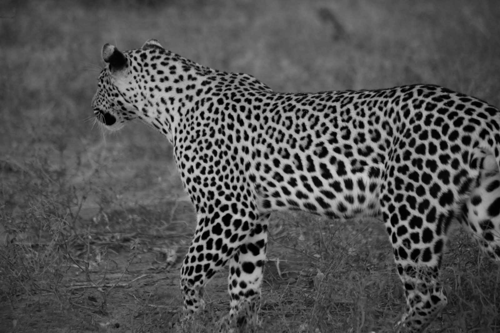 Ivory Wilderness Riversong Camp Leopard Ivory Wilderness Riversong Camp Leopard