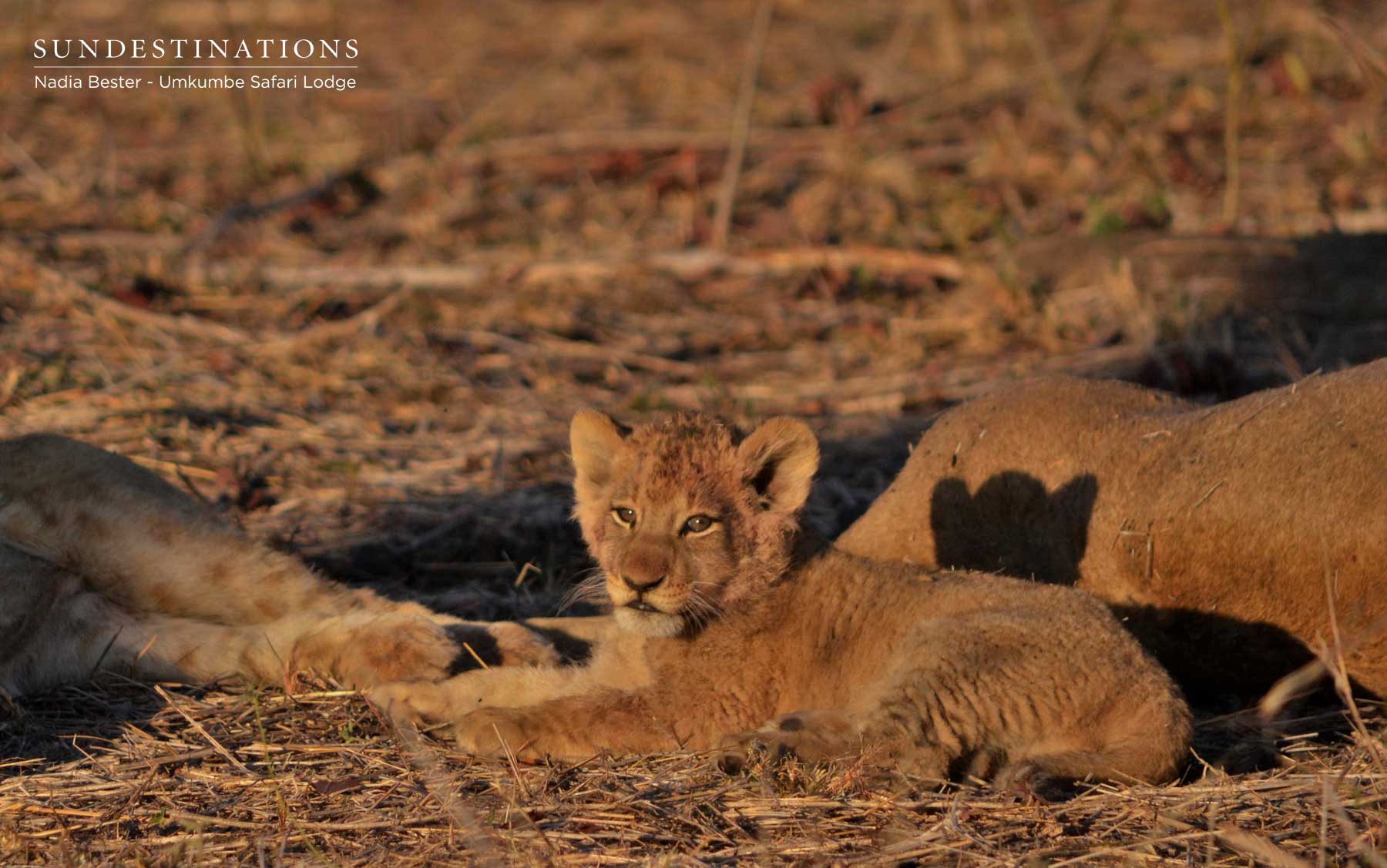 Lion Cub Umkumbe Lion Cub Umkumbe